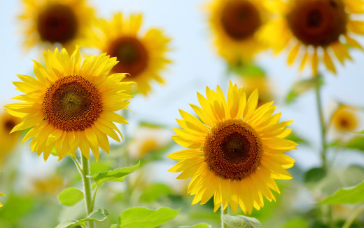 1068363 (a): :2880x1800